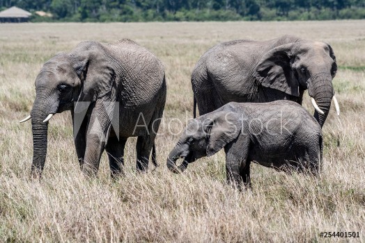 Picture of African elephant family feeding dry grass in Maasai Mara